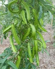 Hạt Giống Đậu Rồng Cao Sản