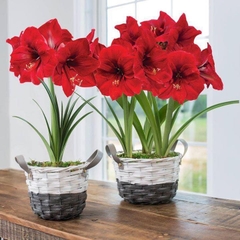 Củ Giống Hoa Huệ Tây Hoa Màu Đỏ Nhung