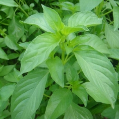 Hạt Giống Rau Thơm Sả (Húng Trắng) - Gói 2 gram