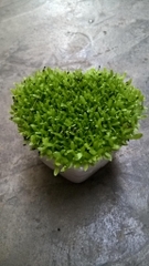 Hạt Giống Cỏ May Mắn - Gói 1gram