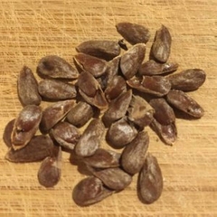 Hạt Giống Cây Nhàu