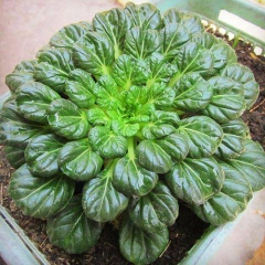 Hạt giống rau cải hoa hồng xanh