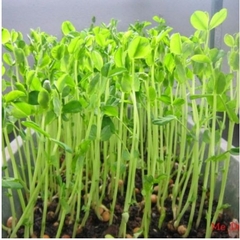 Hạt Giống Rau mầm đậu Hà Lan - Gói 50gram