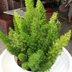 Hạt Giống Cây Tùng Đuôi Chồn Trúc Thiên Môn