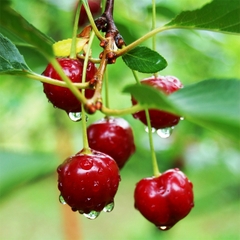 Hạt Giống Cây Cherry ( Anh Đào )