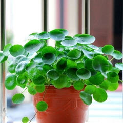 Hạt giống cây cỏ đồng tiền - Gói 50 hạt