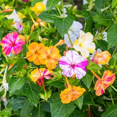 Hạt Giống Hoa Bông Phấn Nhiều Màu