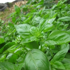 Hạt Giống Rau Húng Tây Basil Ý - Gói 100 hạt