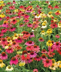 Hạt Giống Hoa Cúc Trái Thông