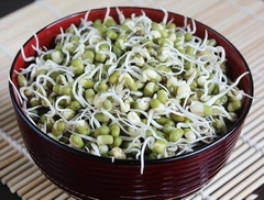 Hạt giống mầm đậu xanh (giá đỗ) - Gói 50gram