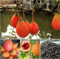 Hạt Giống Quả Gấc Cao Sản