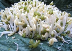 Hạt giống mầm đậu xanh (giá đỗ) - Gói 50gram