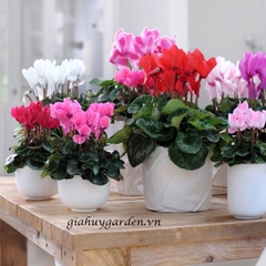 Hạt Giống Hoa Anh Thảo F1 Nhiều Màu