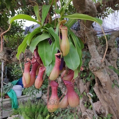 Hạt Giống Cây Bắt Mồi Nắp Ấm