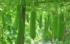 Hạt Giống Bầu Lai Xanh F1
