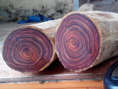 Hạt Giống Cây Sưa Đỏ