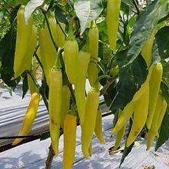 Hạt Giống Ớt Sừng Vàng Châu Phi F1