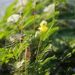 Hạt Giống Rau Nhút - Rau Rút Dút