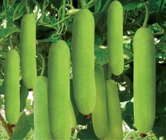 Hạt Giống Bầu Lai Xanh F1