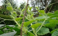 Hạt Giống Bầu Ngọn (Siêu đọt)