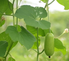Hạt Giống Bầu Lai Xanh F1