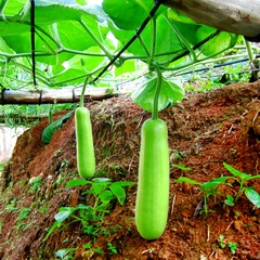 Hạt Giống Bầu Lai Xanh F1
