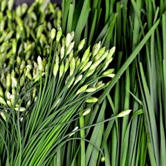 Hạt Giống Hẹ Ăn Bông - Gói 2gram