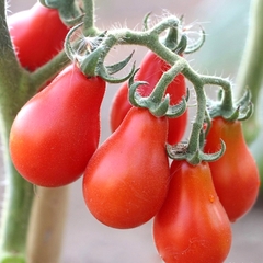 Hạt Giống Cà Chua Cherry Lê Đỏ