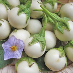 Hạt Giống Cà Pháo Trắng Cao Sản