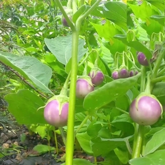 Hạt Giống Cà Pháo Tím Cao Sản