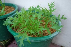 Hạt giống rau cải đuôi phượng xanh