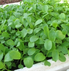 Hạt Giống Rau Cải Ngọt Ăn Non