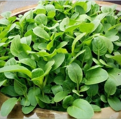 Hạt Giống Rau Cải Ngọt Ăn Non