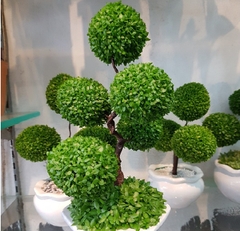 Hạt Giống Cỏ May Mắn - Gói 1gram