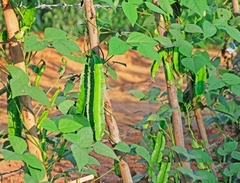Hạt Giống Đậu Rồng Cao Sản