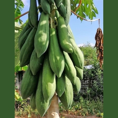 Hạt Giống Đu Đủ Siêu Dài Phuket Thái - Gói 5 gram ( 110 -120 hạt )