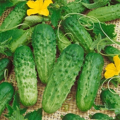 Hạt Giống Dưa Chuột Bao Tử