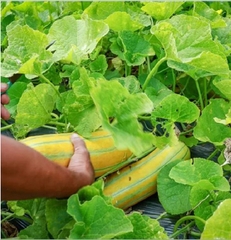 Hạt Giống Dưa Gang Cao Sản F1