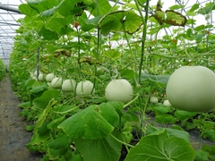 Hạt Giống Dưa Lê Siêu Ngọt F1