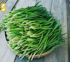 Hạt giống Hẹ Ta Cao Sản - Gói 2gram