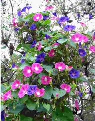 Hạt Giống Hoa Bìm Bìm Mix Màu