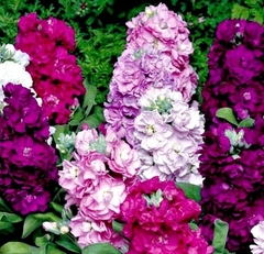 Hạt Giống Hoa Hoàng Anh Mix Màu