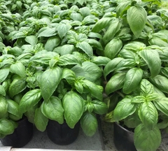 Hạt Giống Rau Húng Tây Basil Ý - Gói 100 hạt