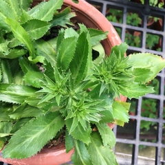 Hạt Giống Rau Ngò Gai ( Mùi Tàu )