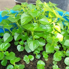 Hạt Giống Rau Càng Cua - Gói 0.5gram