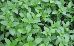 Hạt giống Rau Húng Quế - Gói 5 Gram