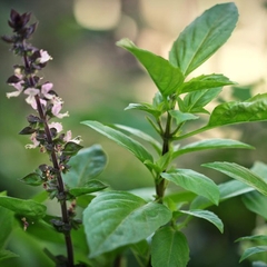 Hạt giống Rau Húng Quế - Gói 5 Gram
