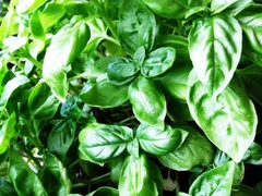 Hạt Giống Rau Húng Tây Basil Ý - Gói 100 hạt