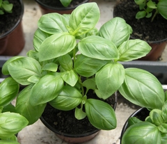 Hạt Giống Rau Húng Tây Basil Ý - Gói 100 hạt