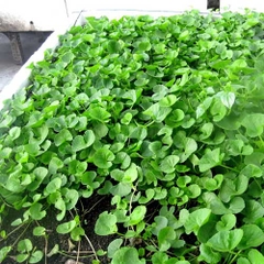 Hạt Giống Rau Má Lá Nhỏ